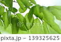 風に揺れる新緑の葉っぱ 139325625