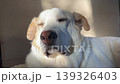 White Dog Relaxing Indoors at Home White Dog Relaxing Indoors at Home 139326403