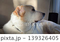 White Dog Relaxing Indoors at Home White Dog Relaxing Indoors at Home 139326405