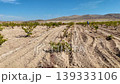 Cinematic tracking shot of agricultural workers tending to grapevines in the rural fields 139333106