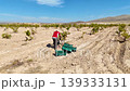 Vineyard worker tending to grapevines in a rural field with mountain background 139333131