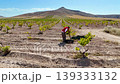 Vineyard worker tending to grapevines in a rural field with mountain background 139333132
