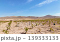 Vineyard worker tending to grapevines in a rural field with mountain background 139333133