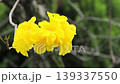 The vibrant and beautiful golden trumpet 139337550