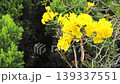 The vibrant and beautiful golden trumpet 139337551