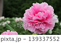 Beautiful peony 139337552