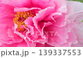 Gentle Peony 139337553