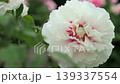 Peony, Ball Rabbit, Peony 139337554