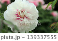 Peony, Ball Rabbit, Peony 139337555