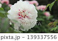 Peony, Ball Rabbit, Peony 139337556