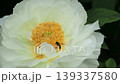 Neat and beautiful peony 139337580