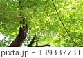 見上げる新緑の青もみじ 木漏れ日 4K 139337731