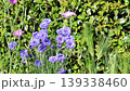 初夏の光に鮮やかに咲く青いヤグルマギク（矢車菊） 139338460