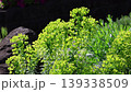 初夏の陽光に透ける鮮やかなユーフォルビアの群生 139338509