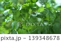 Cilantro leaves are washed with clean water in a beautiful slow motion macro video showing the freshness and purity of organic herbs for healthy cooking and a natural lifestyle 139348678