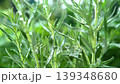 Rosemary plant in macro view with glistening water droplets falling to represent fresh organic farming and natural healthy culinary recipes 139348680