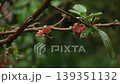 Quince blossoms and branches wet with rain; spring rain; raindrops; close-up; garden; plant; live-action; fixed shot. 139351132