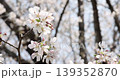 Up of cherry blossoms 139352870
