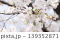Up of cherry blossoms 139352871