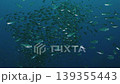 A gigantic school of black-spotted cardinalfish completely covering the view, and the ecosystem of the artificial reef (Futo) 139355443