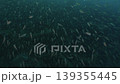 An overwhelming swarm of black-spotted cardinalfish fills a giant artificial reef, swarming and moving wildly (Futo) 139355445