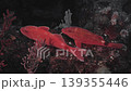 Two goatfish and soft coral nestled together on a giant artificial reef (Futo) 139355446