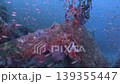 A gigantic artificial reef (pyramid) submerged on the seabed, surrounded by a massive school of fish (Futo). 139355447