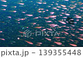 A wall of fish covering the seabed (an extremely dense school of black-spotted cardinalfish) 139355448