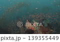 A massive artificial reef with soft corals and schools of black-spotted cardinalfish flowing like a river (Futo) 139355449