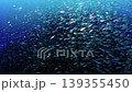 A massive school of black-spotted cardinalfish gathers around a huge artificial reef on the seabed (off the coast of Yokoiso, Futo). 139355450