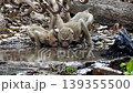 Group of young macaques drinking water from a natural pond in the forest 139355500