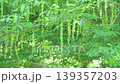 Male flowers of the Chinese wingnut tree sway in the spring breeze 139357203