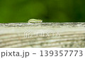 Moth larvae crawling on a wooden fence 139357773