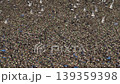 A large flock of Baikal Teal at Lake Inbanuma, Chiba Prefecture. 139359398