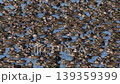 A large flock of Baikal Teal at Lake Inbanuma, Chiba Prefecture. 139359399