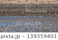 A large flock of Baikal Teal at Lake Inbanuma, Chiba Prefecture. 139359401