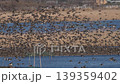 A large flock of Baikal Teal at Lake Inbanuma, Chiba Prefecture. 139359402