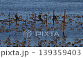 A large flock of Baikal Teal at Lake Inbanuma, Chiba Prefecture. 139359403