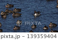 A large flock of Baikal Teal at Lake Inbanuma, Chiba Prefecture. 139359404