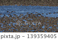 A large flock of Baikal Teal at Lake Inbanuma, Chiba Prefecture. 139359405