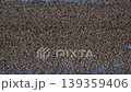 A large flock of Baikal Teal at Lake Inbanuma, Chiba Prefecture. 139359406