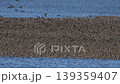 A large flock of Baikal Teal at Lake Inbanuma, Chiba Prefecture. 139359407