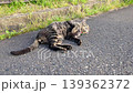 道路で仰向けになるキジトラ猫 139362372