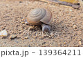 Siamese Common Snail, Sarika siamensis, is slowly crawling on the sand. 139364211
