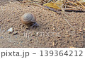 Siamese Common Snail, Sarika siamensis, is slowly crawling on the sand. 139364212