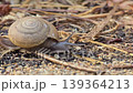 Siamese Common Snail, Sarika siamensis, is slowly crawling on the sand. 139364213