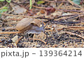 Siamese Common Snail, Sarika siamensis, is slowly crawling on the sand. 139364214