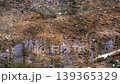 水窪裡滿是落葉。一隻青蛙出現在水窪裡，激起水面漣漪。 139365329