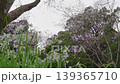 Cherry blossoms to look up at and white flowers of Mitsukado leeks blooming at my feet. 139365710