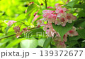 Taniutsugi in full bloom 139372677